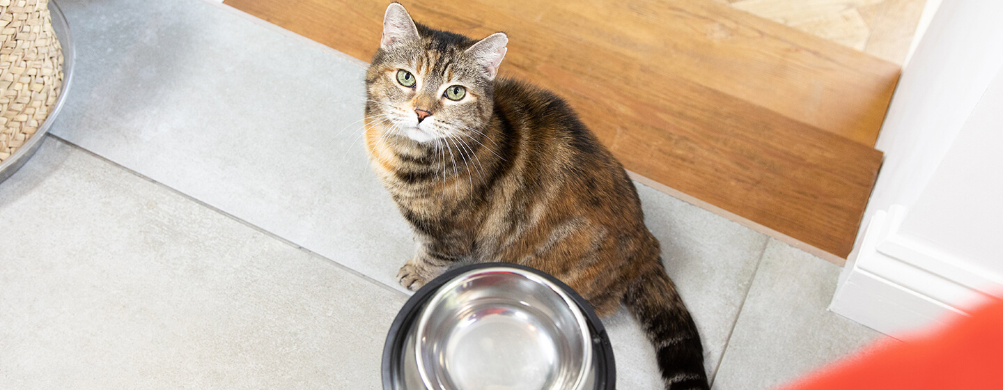 Le chat est assis à côté d’un bol en fer et attend de la nourriture