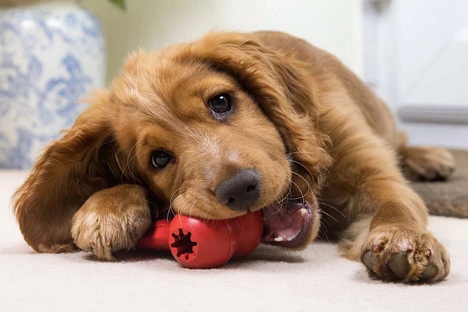 Chiot en pleine croissance