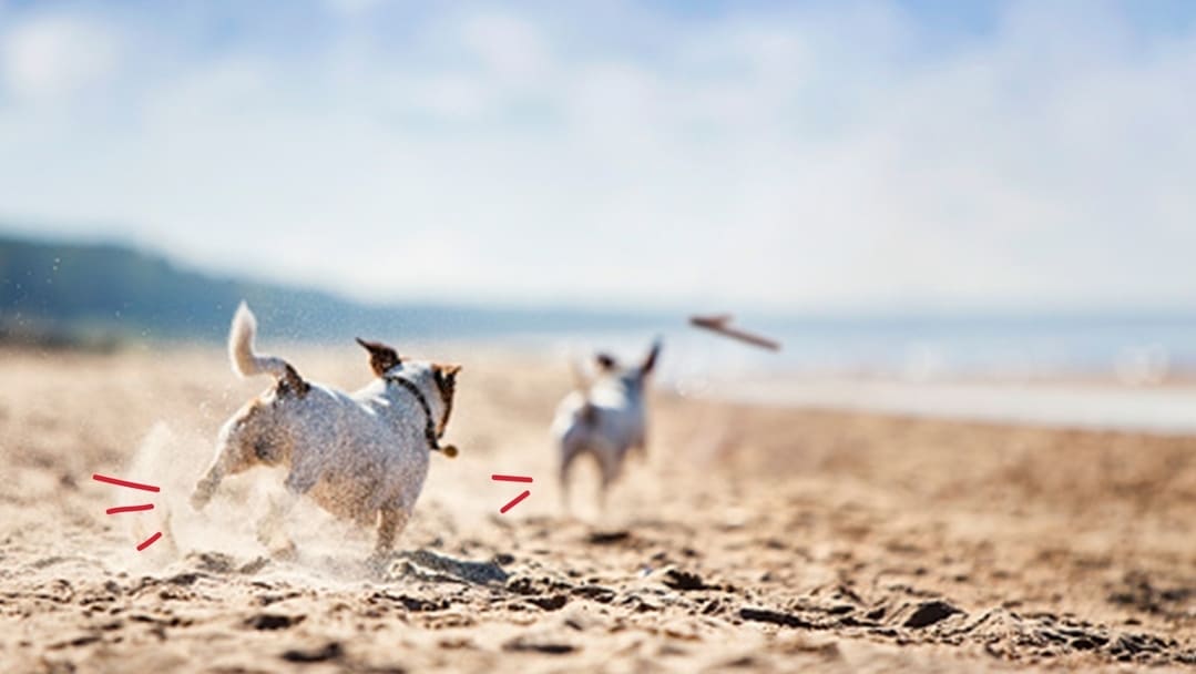 Commentpartir en vacances avec son chien ?