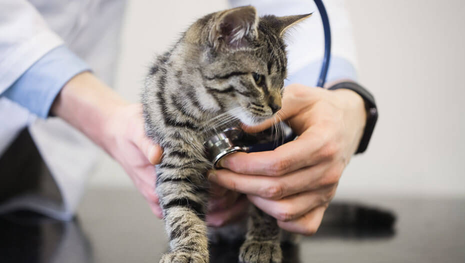 Chat ayant un rythme cardiaque écouté par le vétérinaire