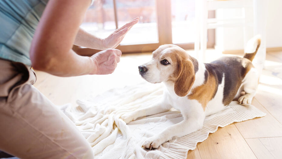 Beagle en train d'être entraîné avec une friandise