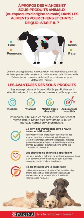 Infographie sur les sous-produits animaux dans les aliments pour animaux