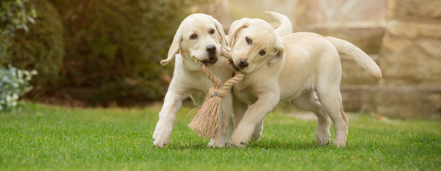 COMMENT BIEN DRESSER SON CHIOT