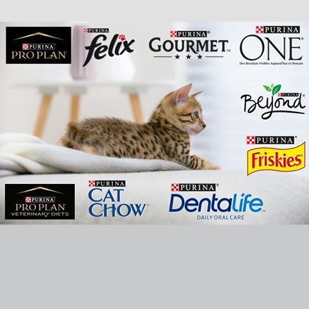 L Alimentation D Un Chat En Surpoids Purina
