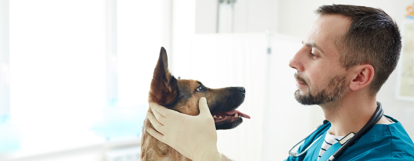 Eczéma chez le chien : comment le soigner ?