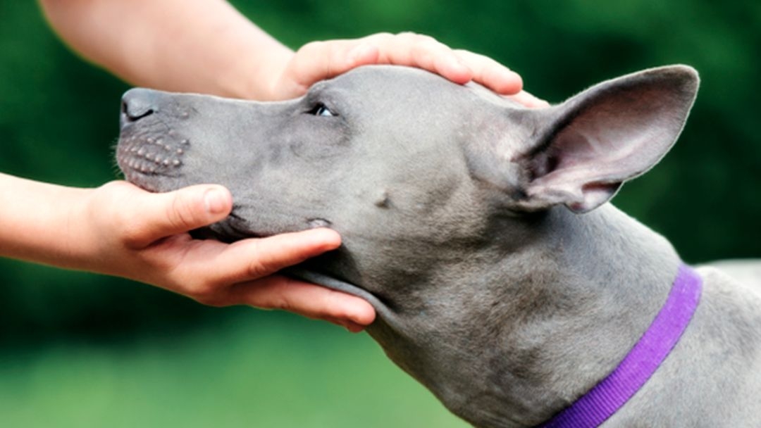 Chien âgé qui perd la tête : que faire ?