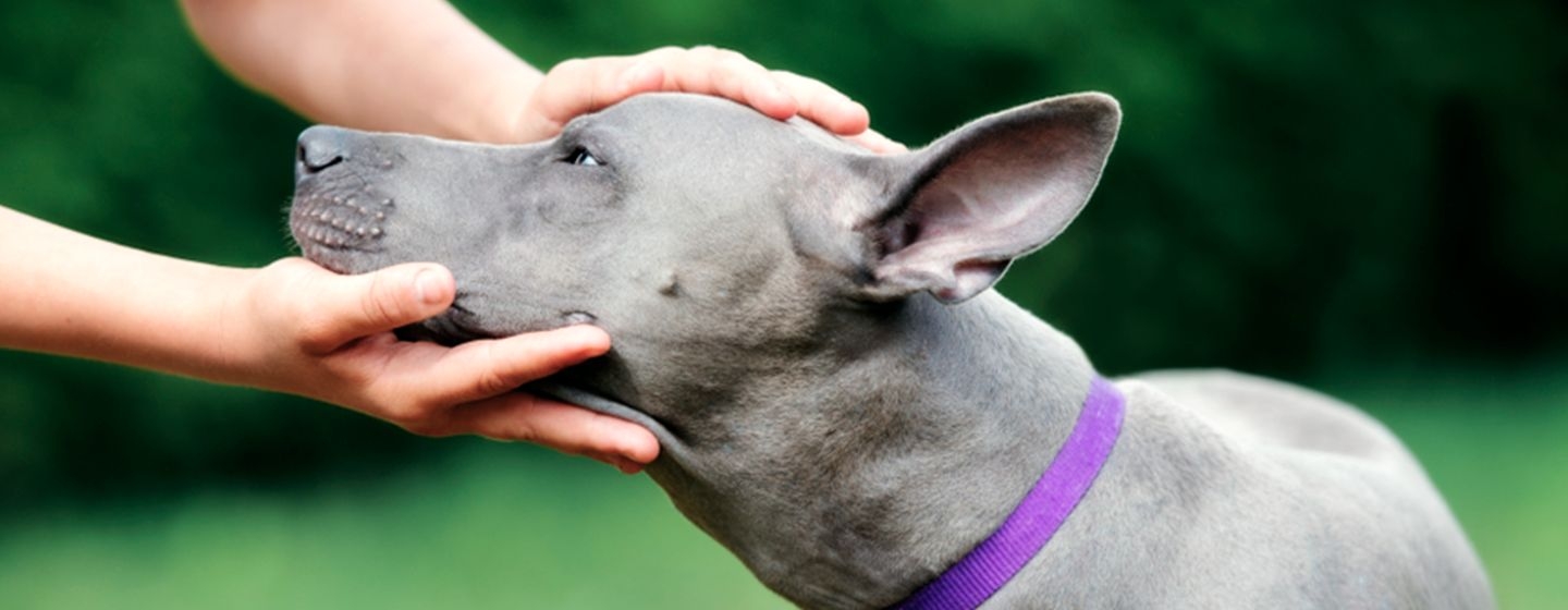 Un homme tient la tête d’un chien.