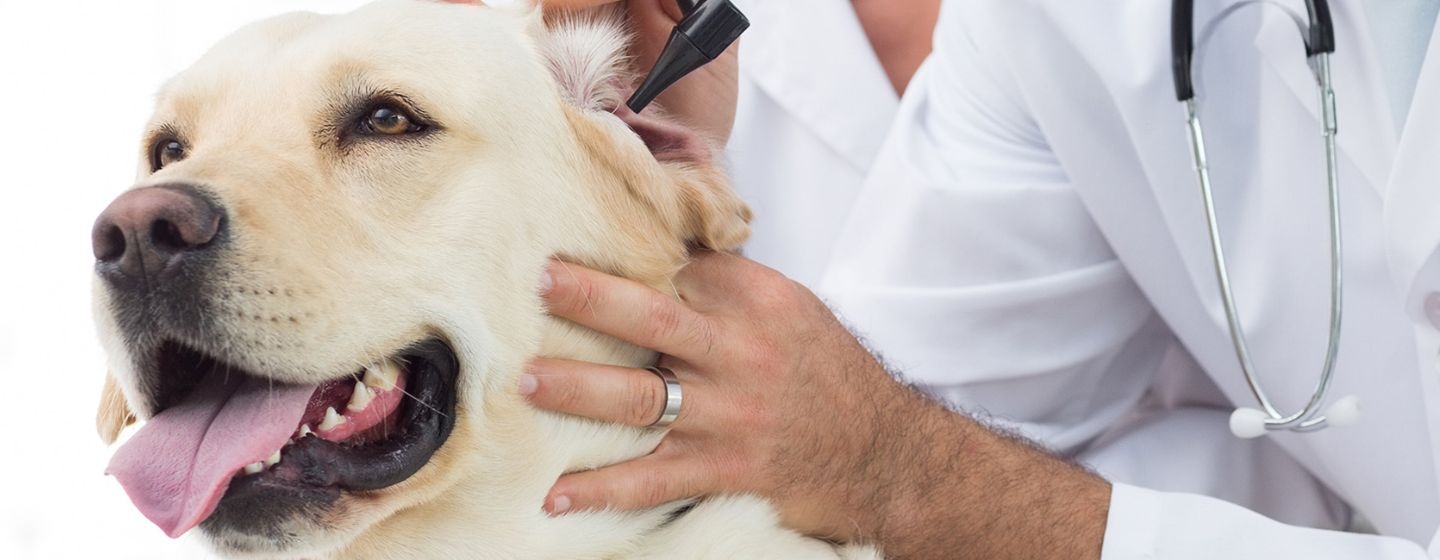 Le médecin examine l’oreille d’un gros chien