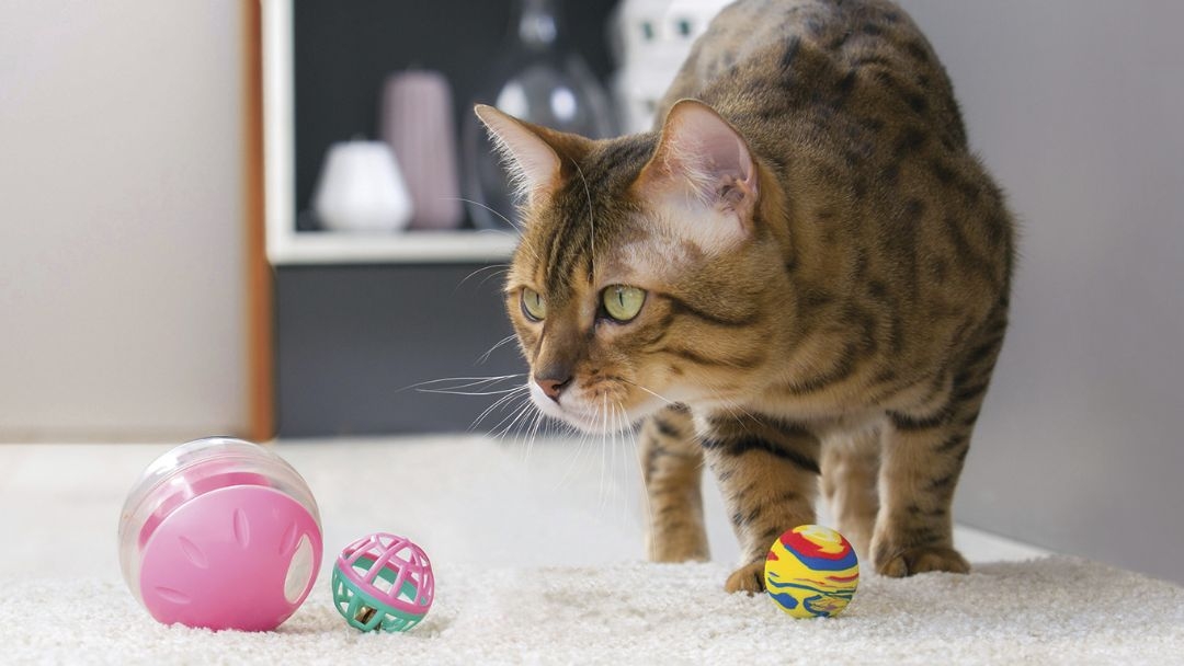 Le chat joue avec des jouets pour chats sur un tapis blanc