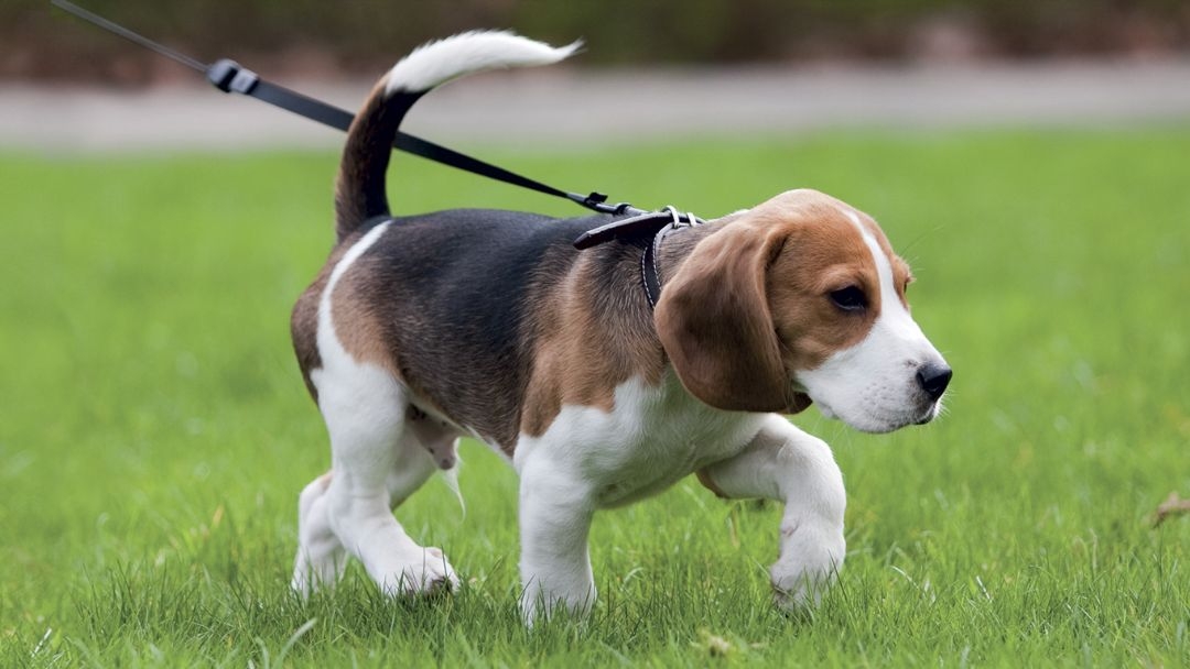 Petit chiot marchant sur l’herbe