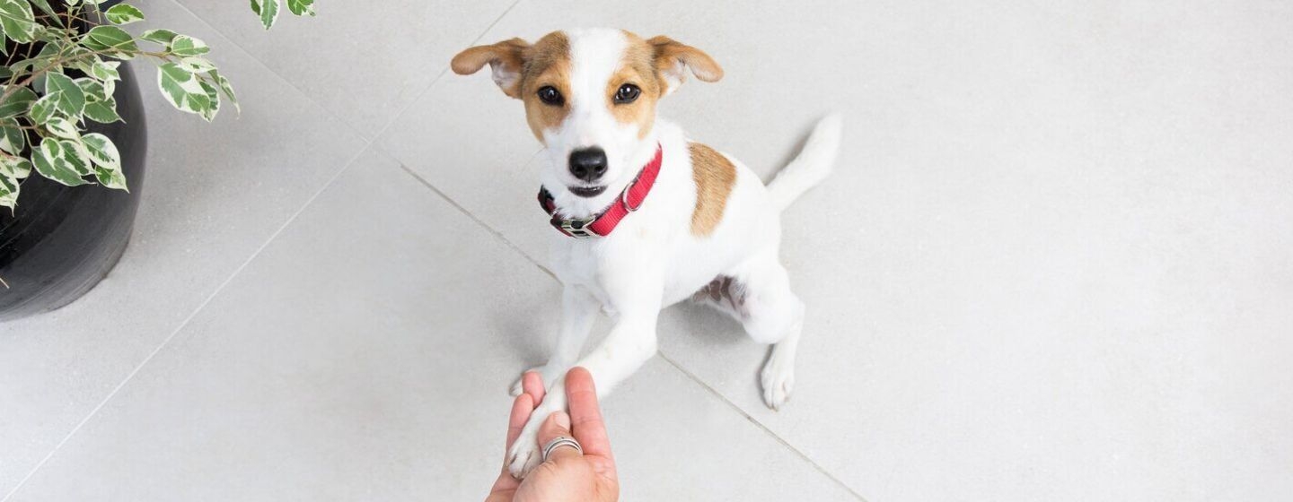 Un petit chien donne une patte
