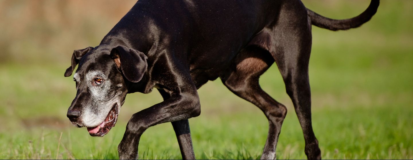 Grand chien noir se promène sur l’herbe