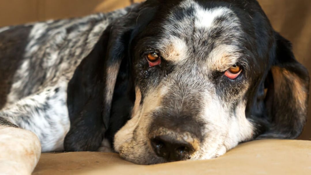 Le gros vieux chien s’allonge et regarde devant lui