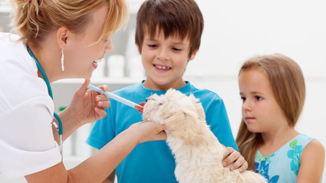 Les enfants ont amené le petit chien pour un examen médical