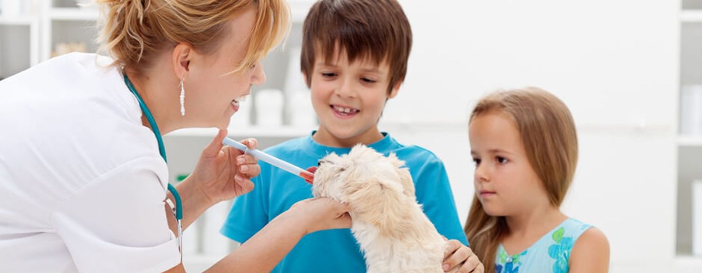 Les enfants ont amené le petit chien pour un examen médical