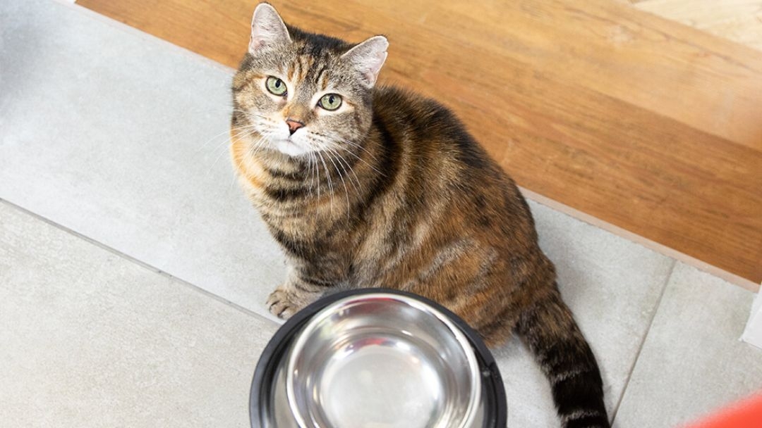 Le chat est assis à côté d’un bol en fer et attend de la nourriture