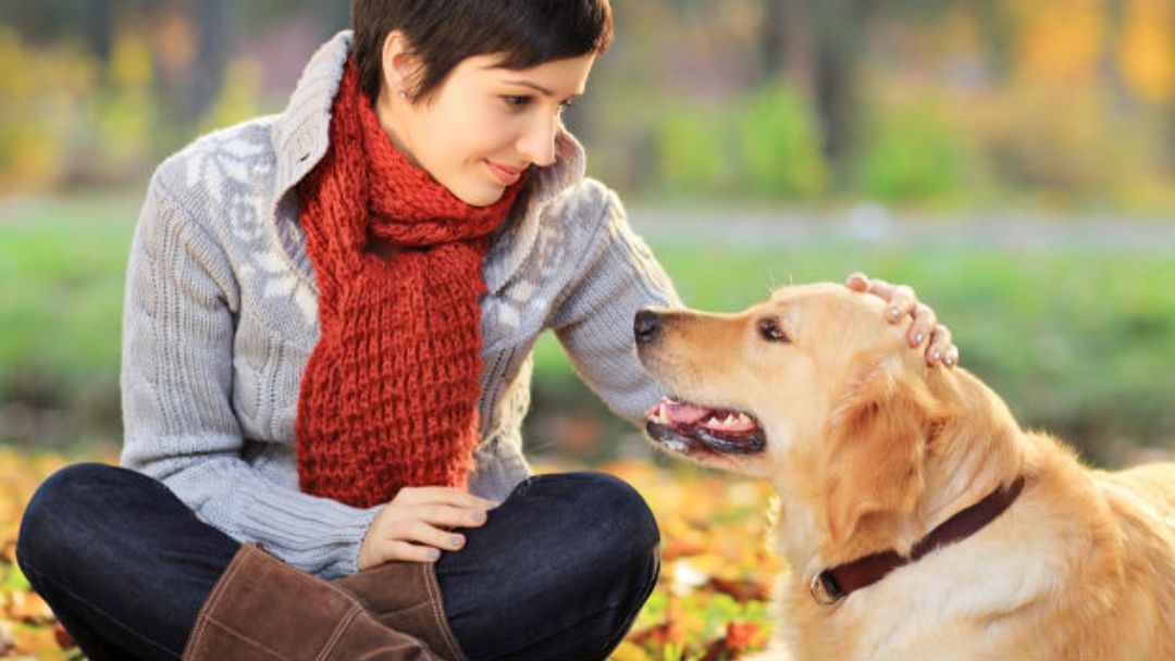 Un gros chien gît à côté d’une rea notka sur une feuille d’automne