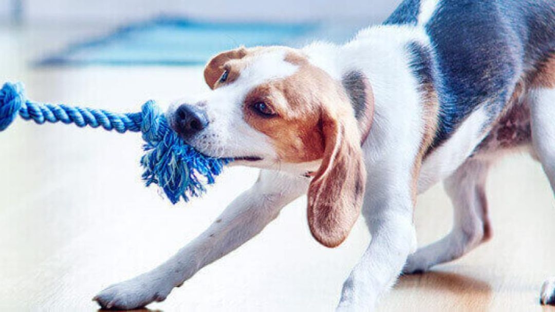 Le chien tire sur une corde bleue