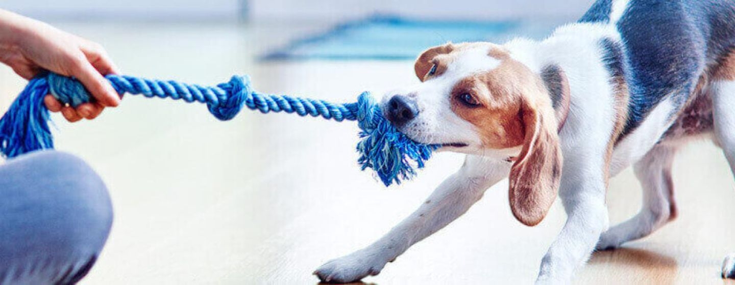 Le chien tire sur une corde bleue