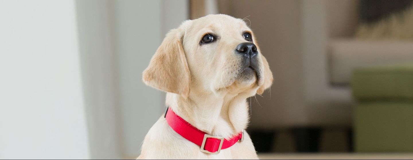 Un gros chien blanc regarde vers l’avant