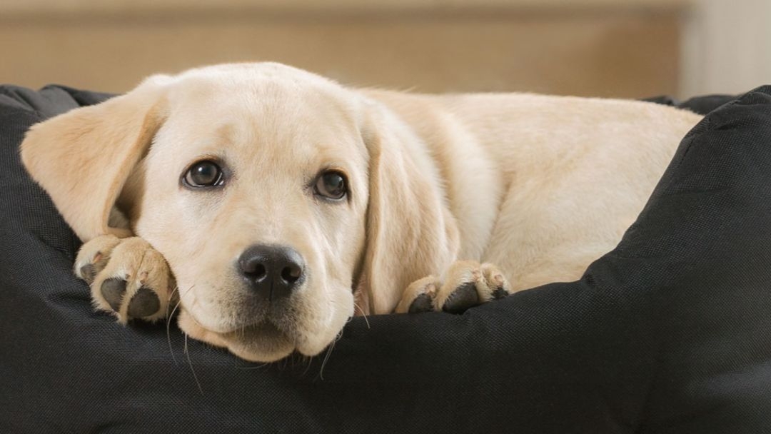 Un gros chien blanc gît dans un lit pour chien