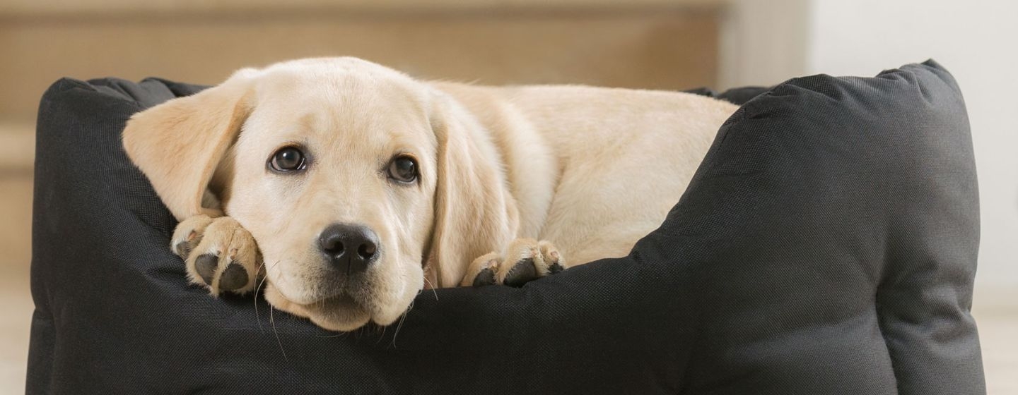 Un gros chien blanc gît dans un lit pour chien