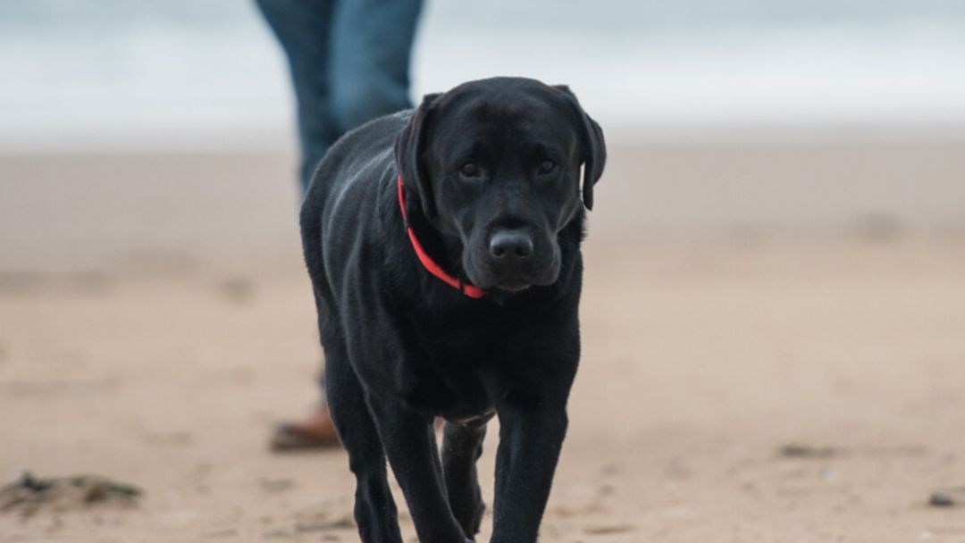 Un gros chien noir court sur le sable