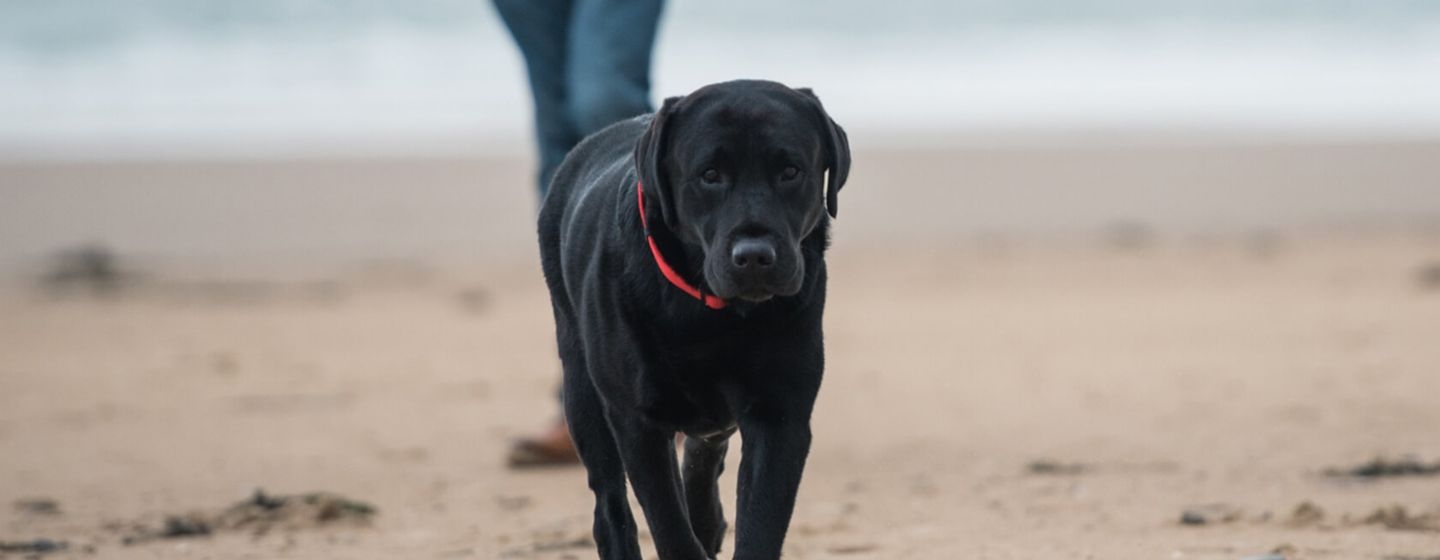Un gros chien noir court sur le sable
