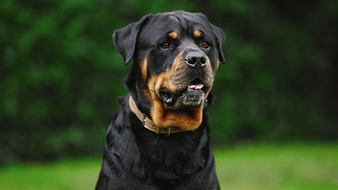 Le gros chien s’assoit et regarde devant lui