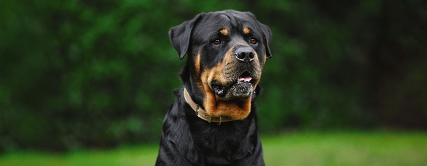 Collier de suivi pour chien en gros