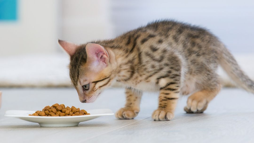 PRENDRE SOIN DE SON CHAT STÉRILISÉ