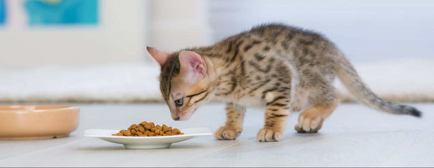 PRENDRE SOIN DE SON CHAT STÉRILISÉ