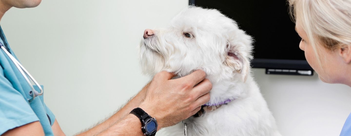 Le médecin examine le petit chien