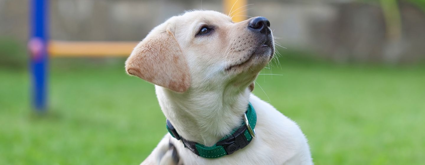 Gros chiens égratignures au terrain d’entraînement