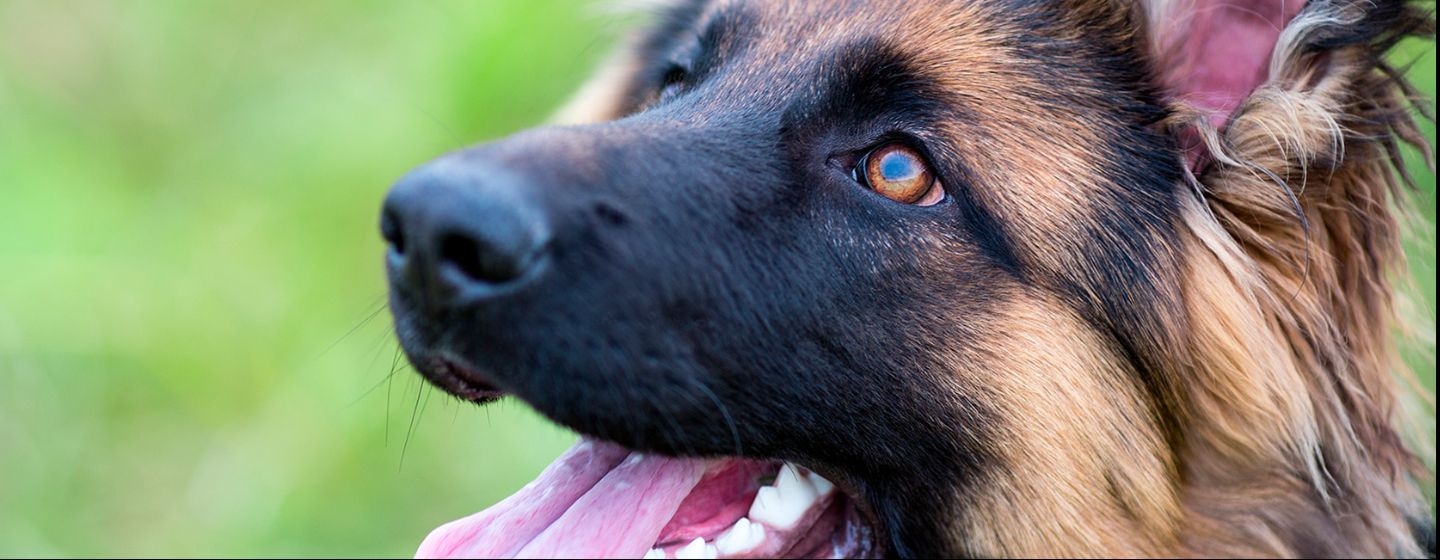 Chien de berger détourne le regard