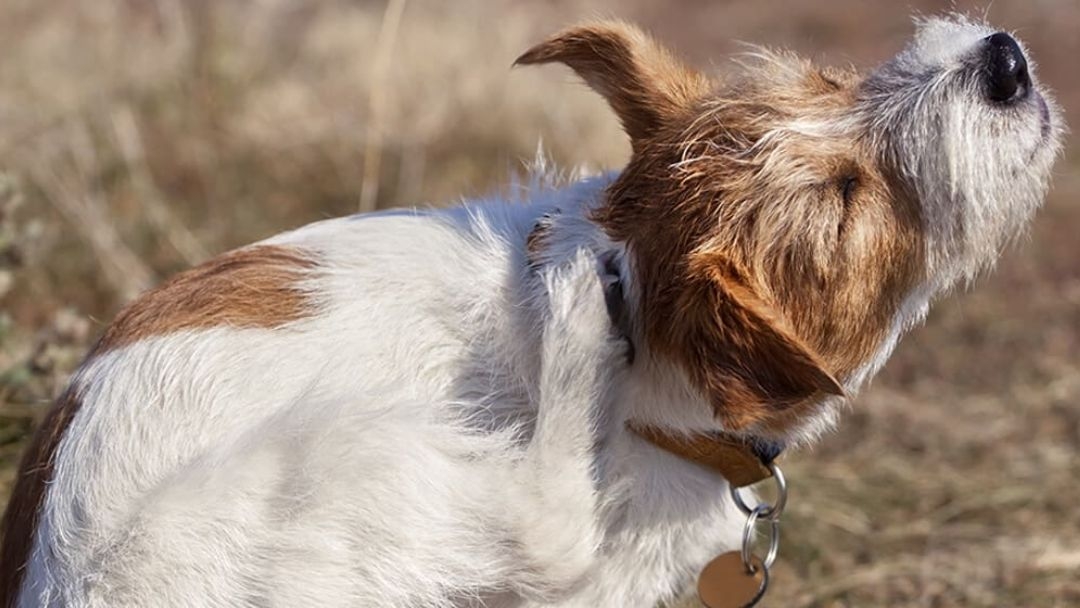 Égratignures de chien des puces dans la rue