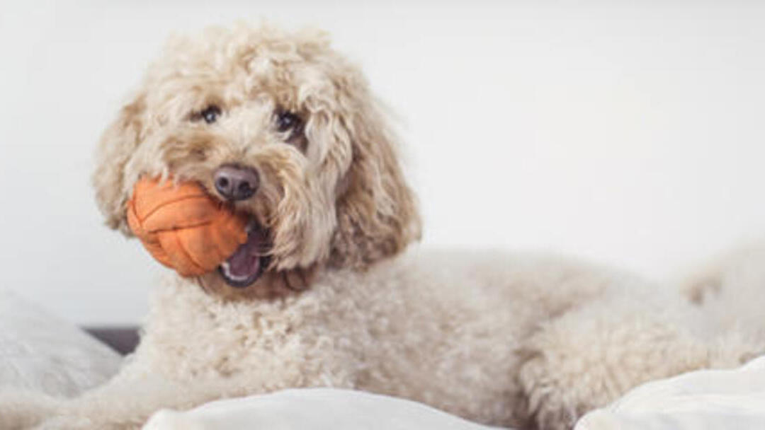 Chien avec la boule dans les dents sur le canapé