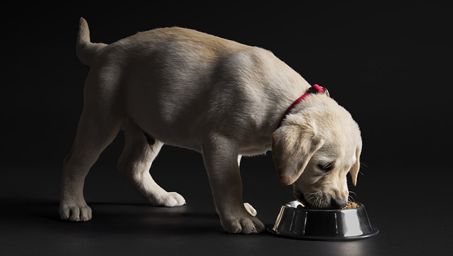 Le chiot Labrador mange dans un bol