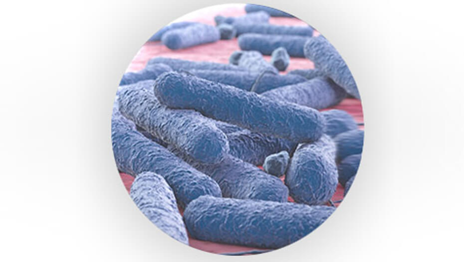Bactéries prébiotiques