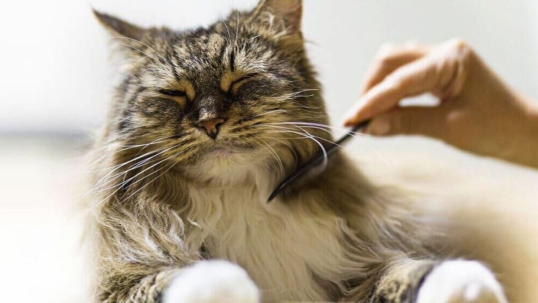 Le chat est peigné