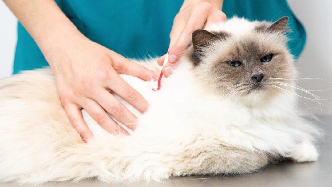 chat blanc avec vétérinaire