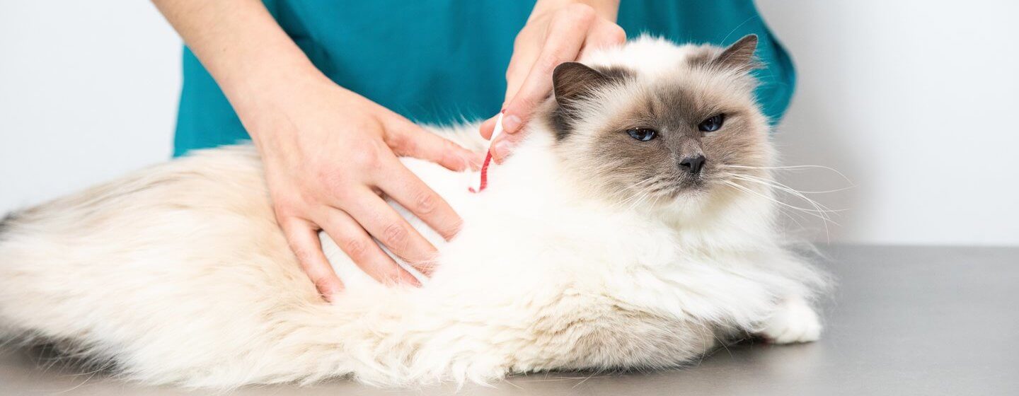 chat blanc avec vétérinaire