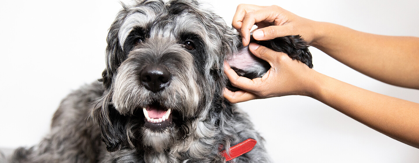 vérification de l’oreille du chien