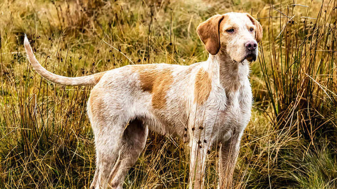 Chien de chasse sur le terrain