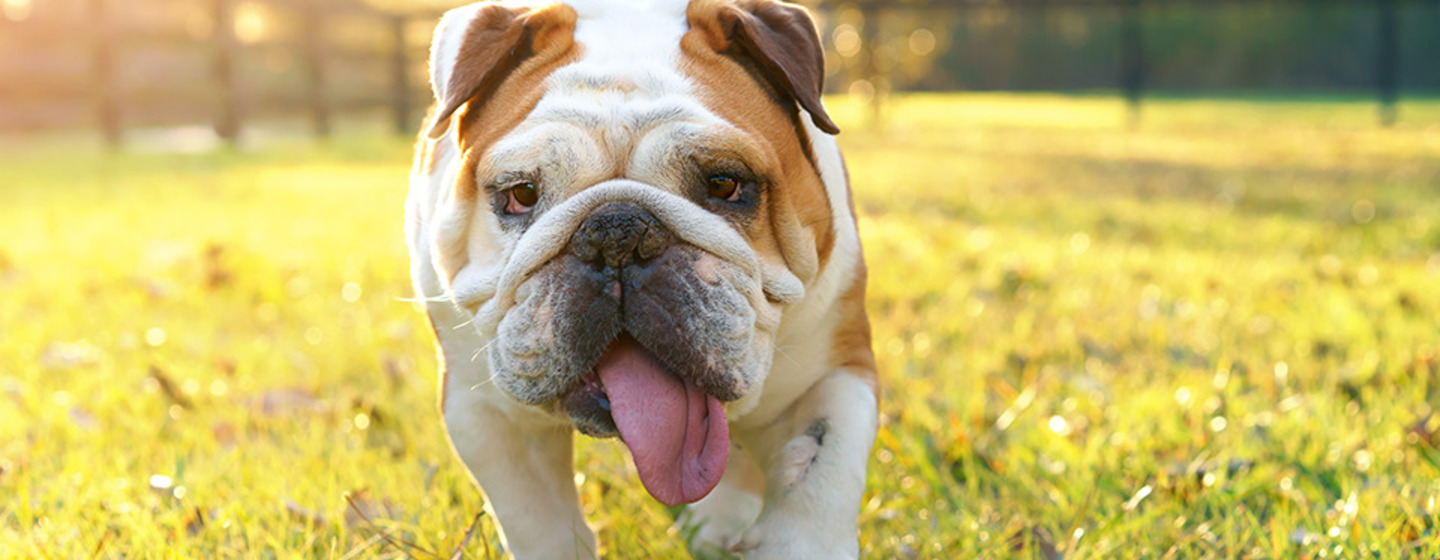 Un bulldog avec sa langue qui sort