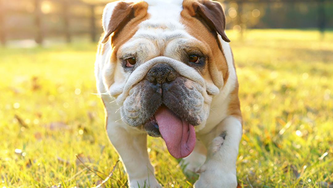 Un bulldog avec sa langue qui sort