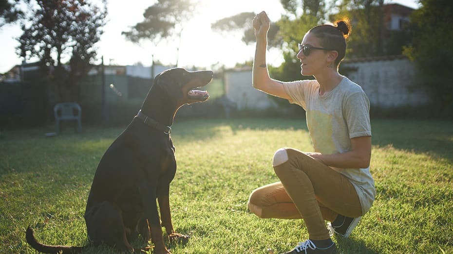 femme dresse un chien