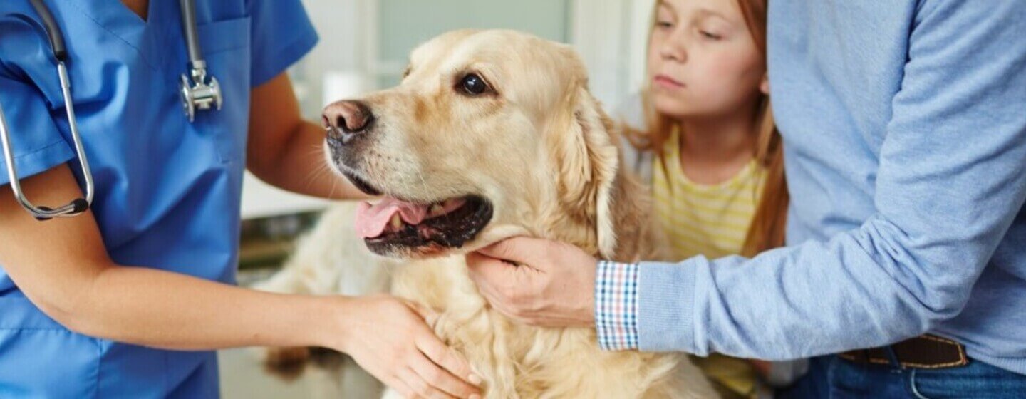 Golden retriever détenu par les propriétaires et le vétérinaire