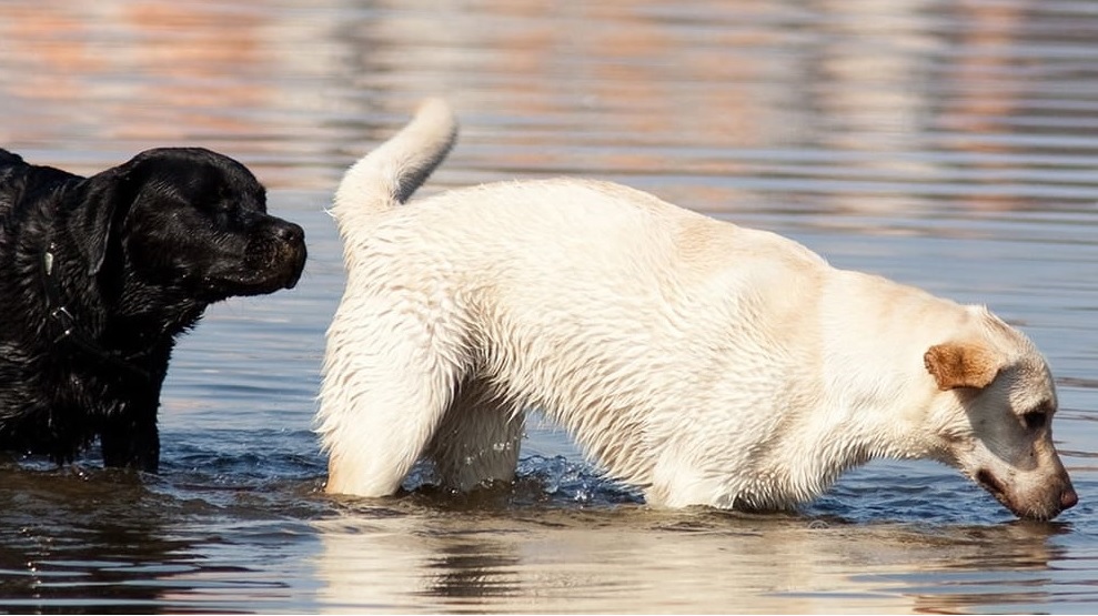 LES PÉRIODES DE CHALEUR CHEZ LES CHIENS