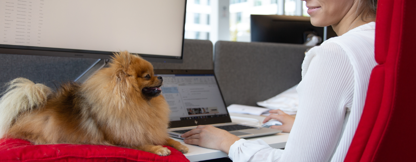 femme travaillant au bureau avec son chien